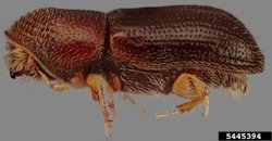 Walnut Twig Beetle
